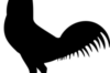 雄鶏